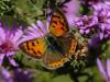 Lycaena phlaeas